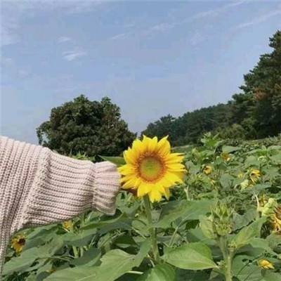 混沌神域满v变态版下载